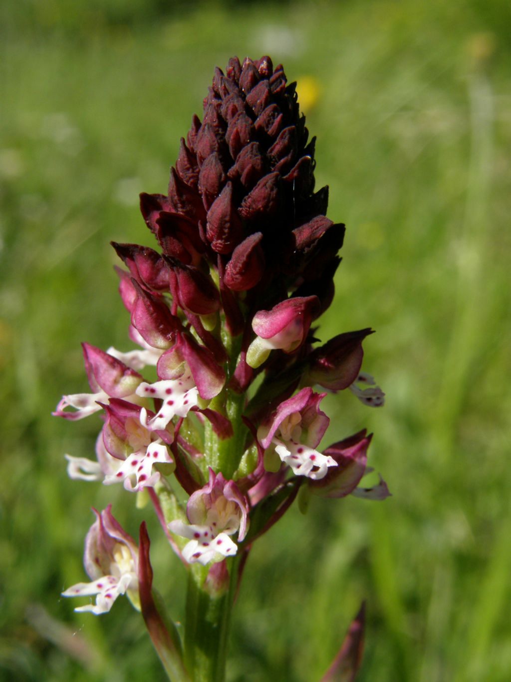 Neotinea ustulata / Orchidea bruciacchiata
